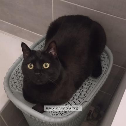 Photo 1/1 jordi darnoux Chat lost in Vaulx en velin