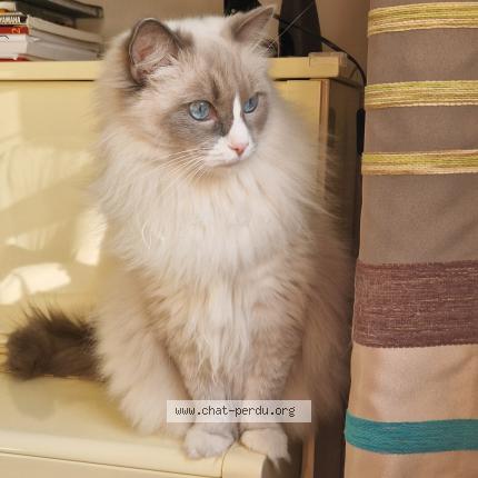 Photo 1/1 Saphir Chat lost in Decines charpieu