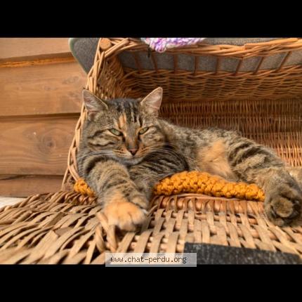 Photo 1/1 TIKKIE Chat lost in Chatillon sur chalaronne