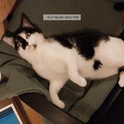 Foto 1/4 Kat teruggevonden Vermist in Bruxelles