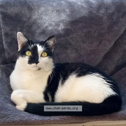 Foto 2/4 Kat teruggevonden Vermist in Bruxelles