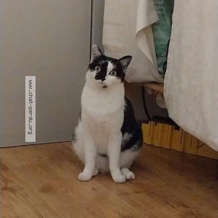 Foto 3/4 Kat teruggevonden Vermist in Bruxelles