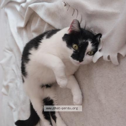 Foto 4/4 Kat teruggevonden Vermist in Bruxelles