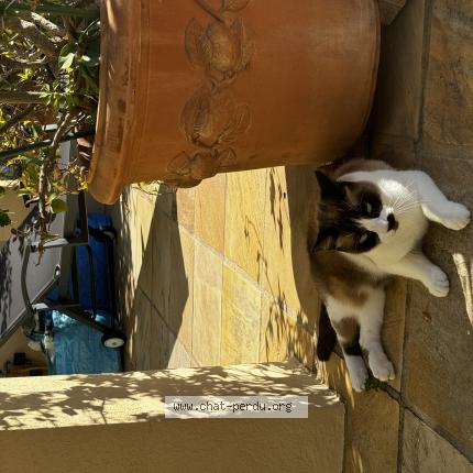 Photo 1/1 Onyx Chat lost in Cavalaire sur mer