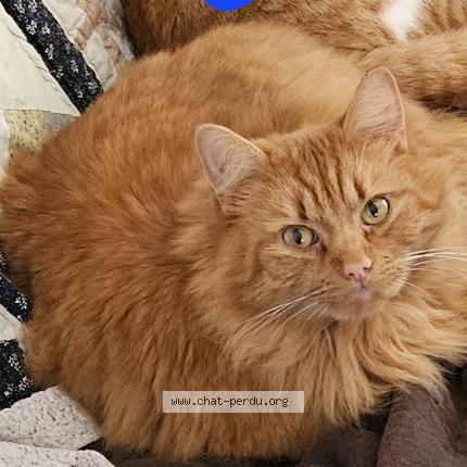 Photo 1/1 Titch Chat lost in Neuville saint remy