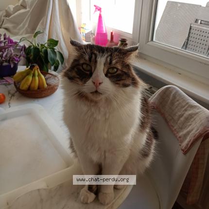 Photo 1/1 Bbchat Chat lost in Lille