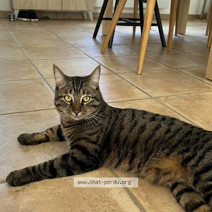 Photo 1/1 Mainy Chat lost in La ville du bois