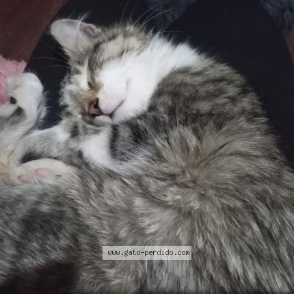 Photo 1/1 CUKIE Chat lost in Santiago