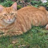 Picture of cat lost at Chartres