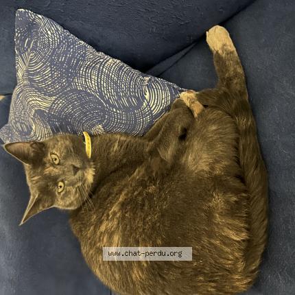 Photo 1/1 Mana Chat lost in Brindas