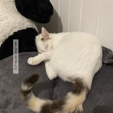 Photo 1/1 Vegas Chat lost in Villefontaine