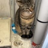 Picture of cat found at Marseille