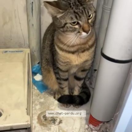 Photo 1/1 Found cat Found in Marseille