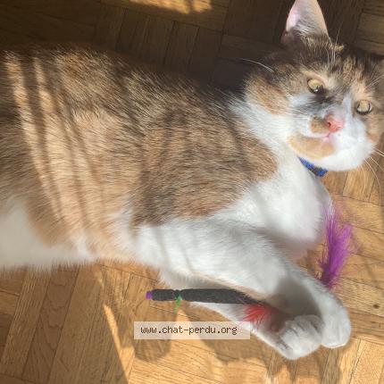 Foto 1/1 Wiedergefundene Katze Verloren in Lausanne