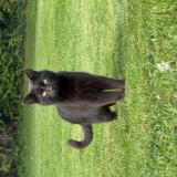 Picture of cat found at Saint Evroult Notre Dame Du Bois