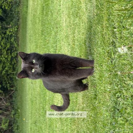 Photo 1/1 Found cat Found in Saint evroult notre dame du bois