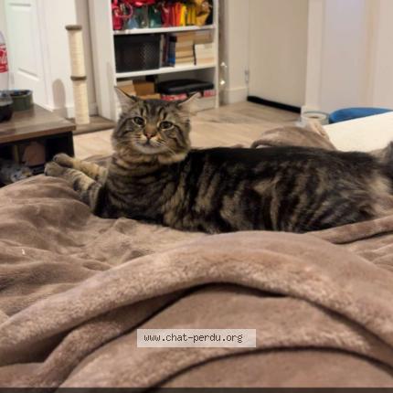 Photo 1/1 Kiko Chat lost in Bully les mines