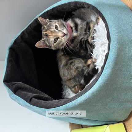 Photo 1/1 Aribo Chat lost in Haute chapelle