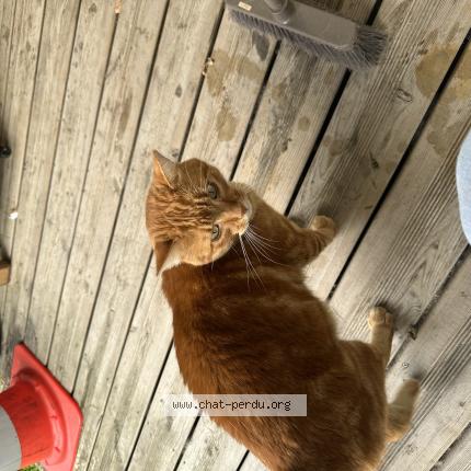 Photo 1/1 Léon Chat lost in Cornebarrieu