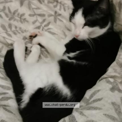 Photo 1/1 Oreo Chat lost in Daignac