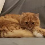 Picture of cat lost at Montpellier