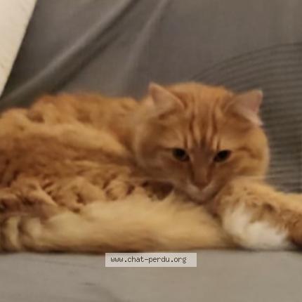 Photo 1/1 WALL-E Chat lost in Montpellier