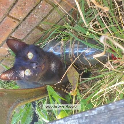 Photo 1/1 Réglisse Chat lost in Donchery