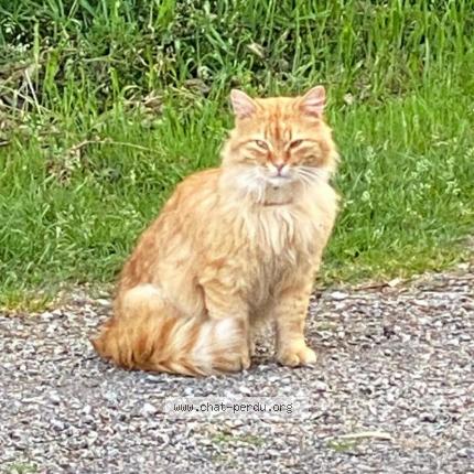 Photo 1/1 Found cat Found in Le quillio