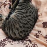 Picture of cat lost at Choignes