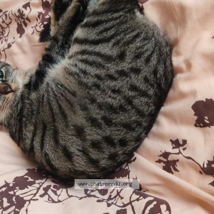 Photo 1/1 Vandal Chat lost in Choignes