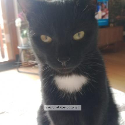 Photo 1/1 Lenny Chat lost in Lantriac