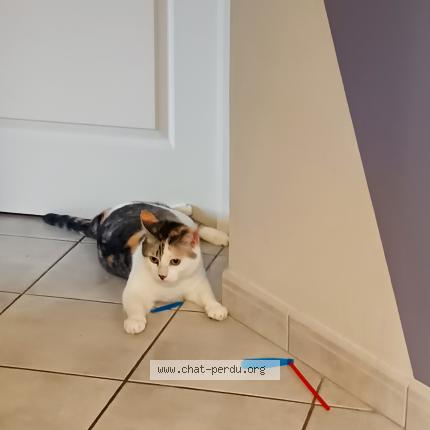 Photo 1/1 Nikita Chat lost in Saint germain le fouilloux