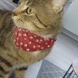 Picture of cat lost at Lys Lez Lannoy