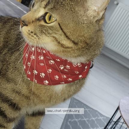 Photo 1/1 Niño Chat lost in Lys lez lannoy