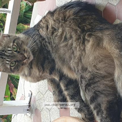 Photo 1/1 PEPPER Chat lost in Trois rivieres