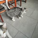 Picture of cat lost at Ardelles