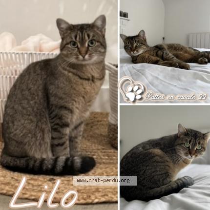 Photo 1/1 lilo Chat lost in Plerin