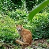 Picture of cat found at Perpignan