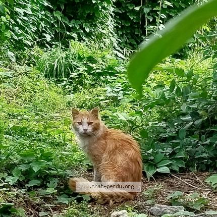 Photo 1/1 Found cat Found in Perpignan