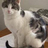 Picture of cat lost at Paris