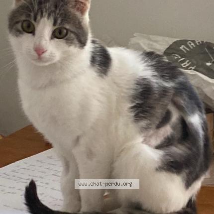 Photo 1/1 Chacha Chat lost in Paris