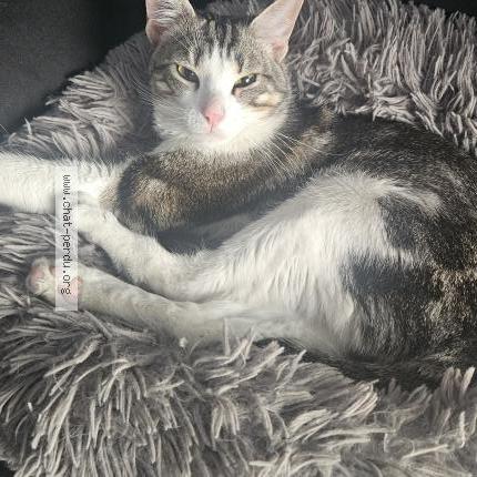 Photo 1/1 Found cat Found in Drancy