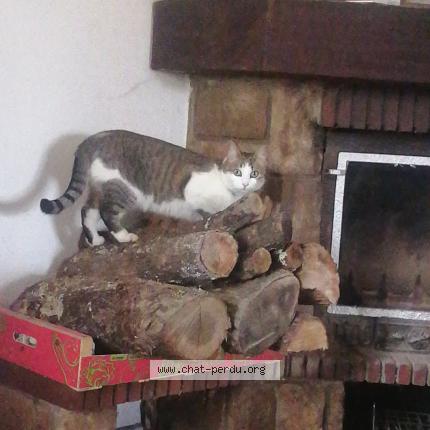 Photo 1/1 Jasmine Chat lost in Larra