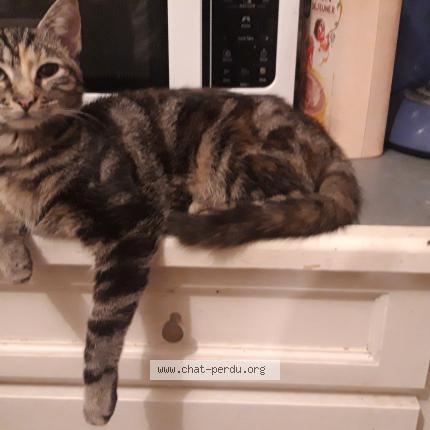 Photo 1/1 Vodka Chat lost in Val au perche