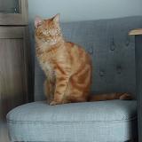 Picture of cat lost at St Sulpice D Arnoult