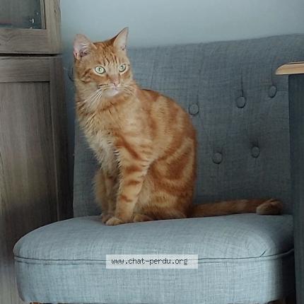 Photo 1/1 Hélios Chat lost in St sulpice d arnoult