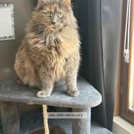 Photo 1/1 Rubis Chat lost in Scionzier