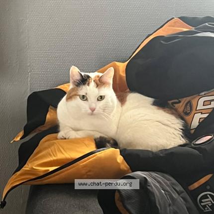 Photo 1/1 Praline Chat lost in Charleville mezieres