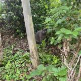 Picture of cat found at Les Lilas