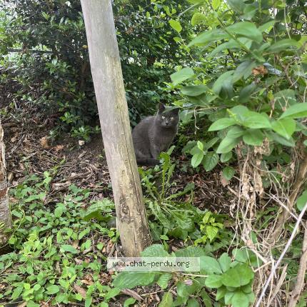 Photo 1/2 Found cat Found in Les lilas